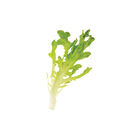 Salanova® Green Upright Oak Salanova® Lettuce