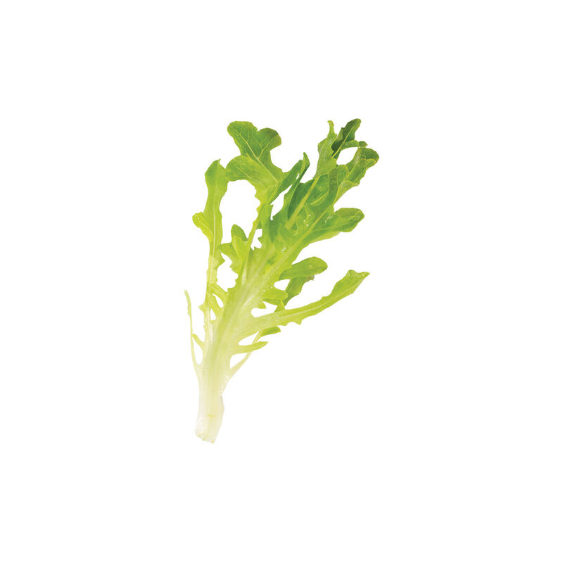 Salanova® Green Upright Oak Salanova® Lettuce