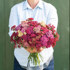 Flowerburst™ Red Shades Yarrow