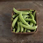 PLS 141 Snap Peas