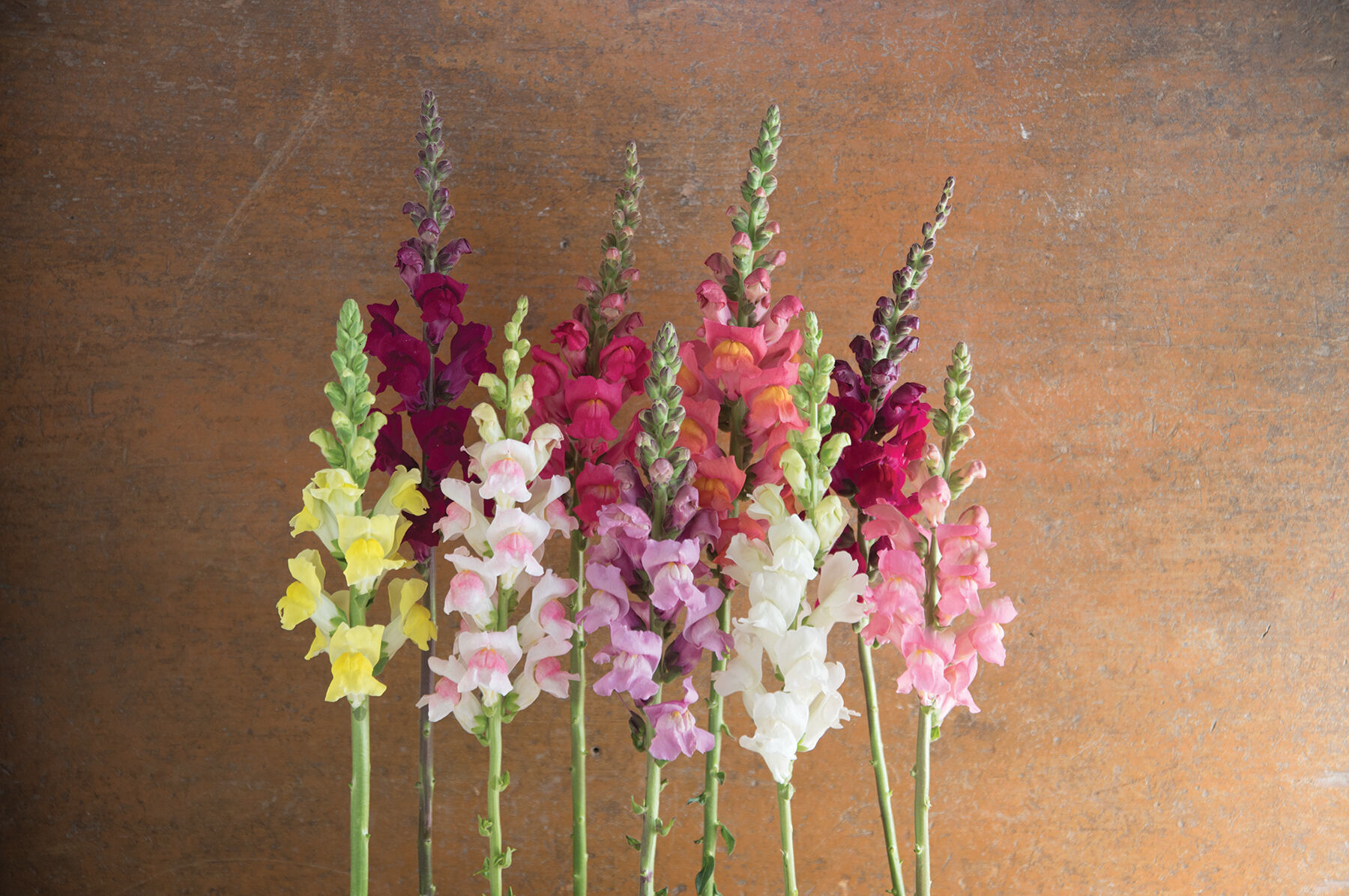 Johnny's Potomac Custom Mix Snapdragon