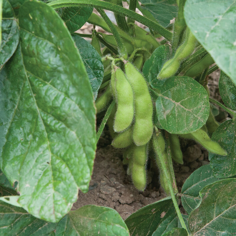 Tohya Soybeans