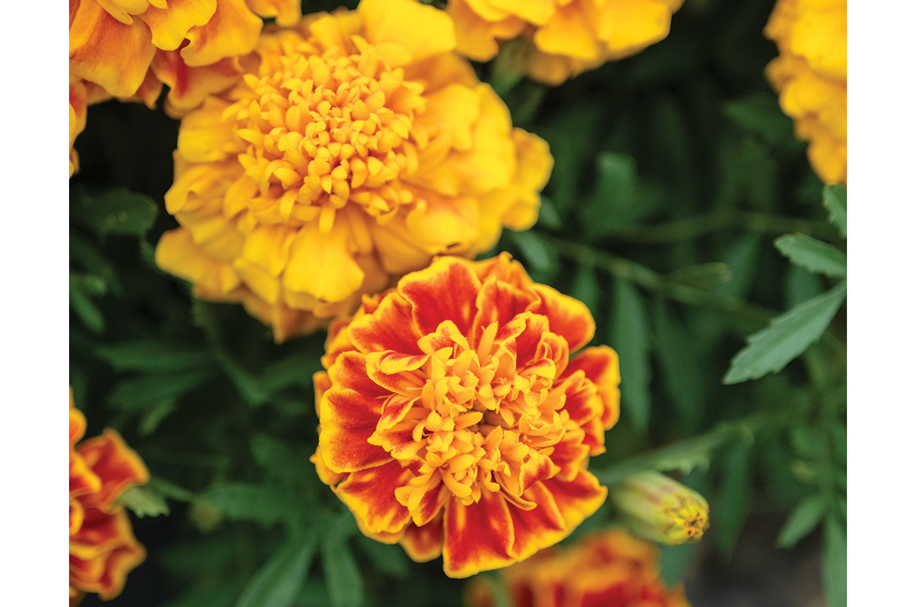 Johnny's Selected Seeds Bonanza Bee Marigold Seed - Thumbnail 2