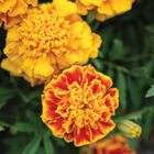 Bonanza™ Bee French Marigolds