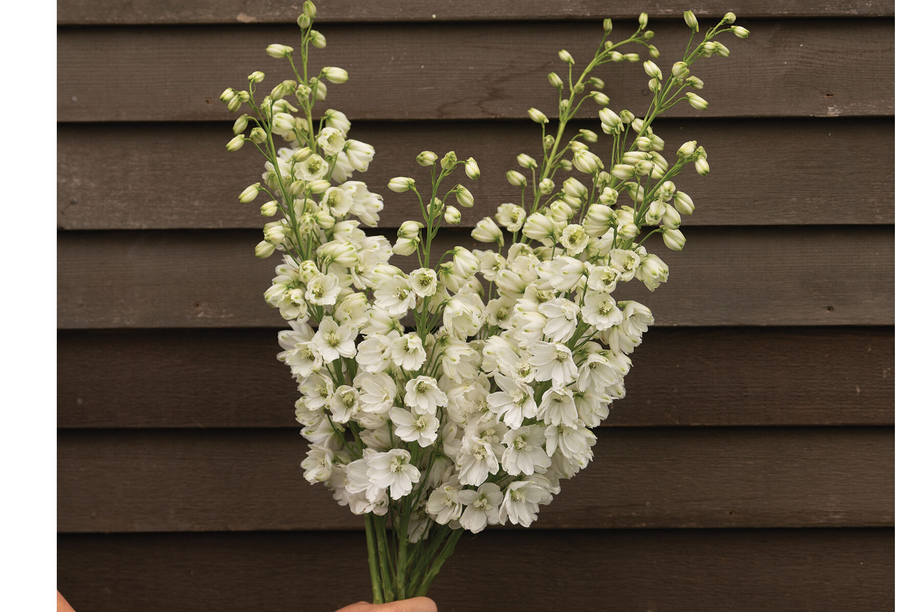 White delphinium hot sale