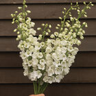 Guardian White Delphinium