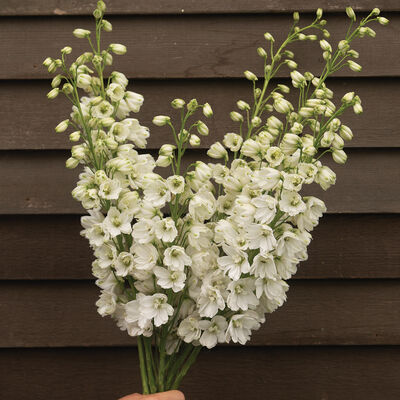 Guardian White Delphinium