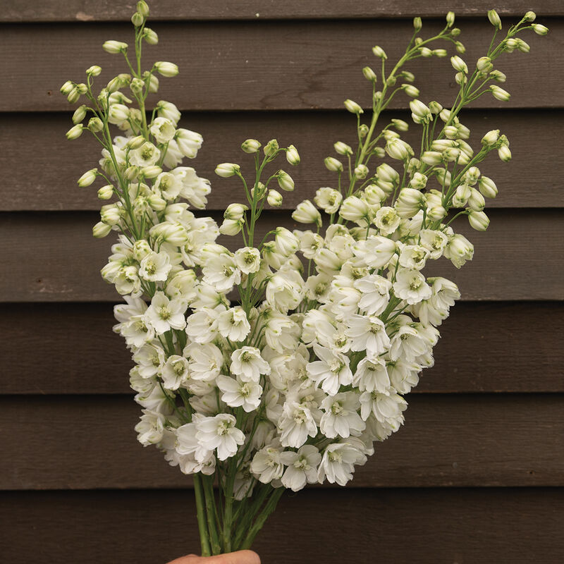 Corn Husk Floral Stem - Ivory Sweet Pea