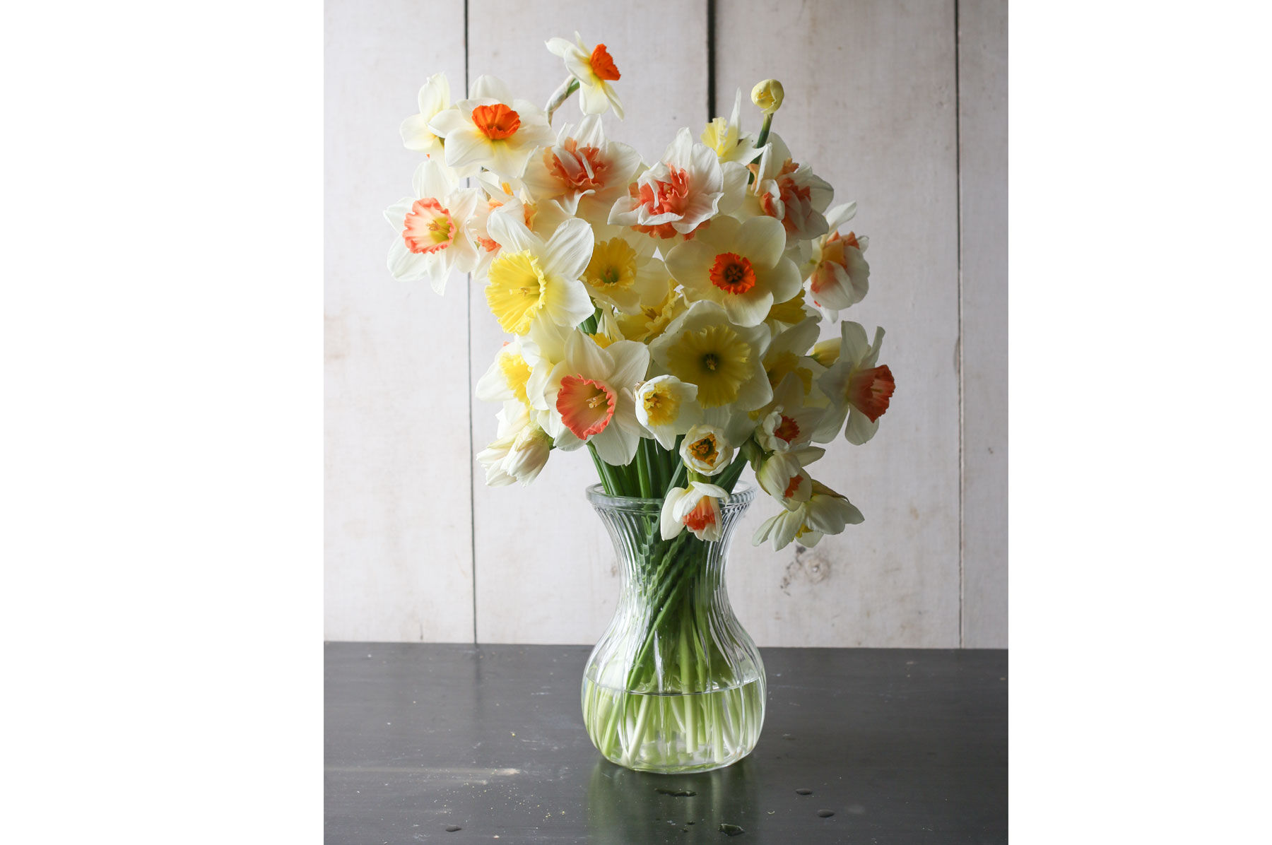 Narcissus Bulbs - Daffodil Varieties | Johnny's Selected Seeds