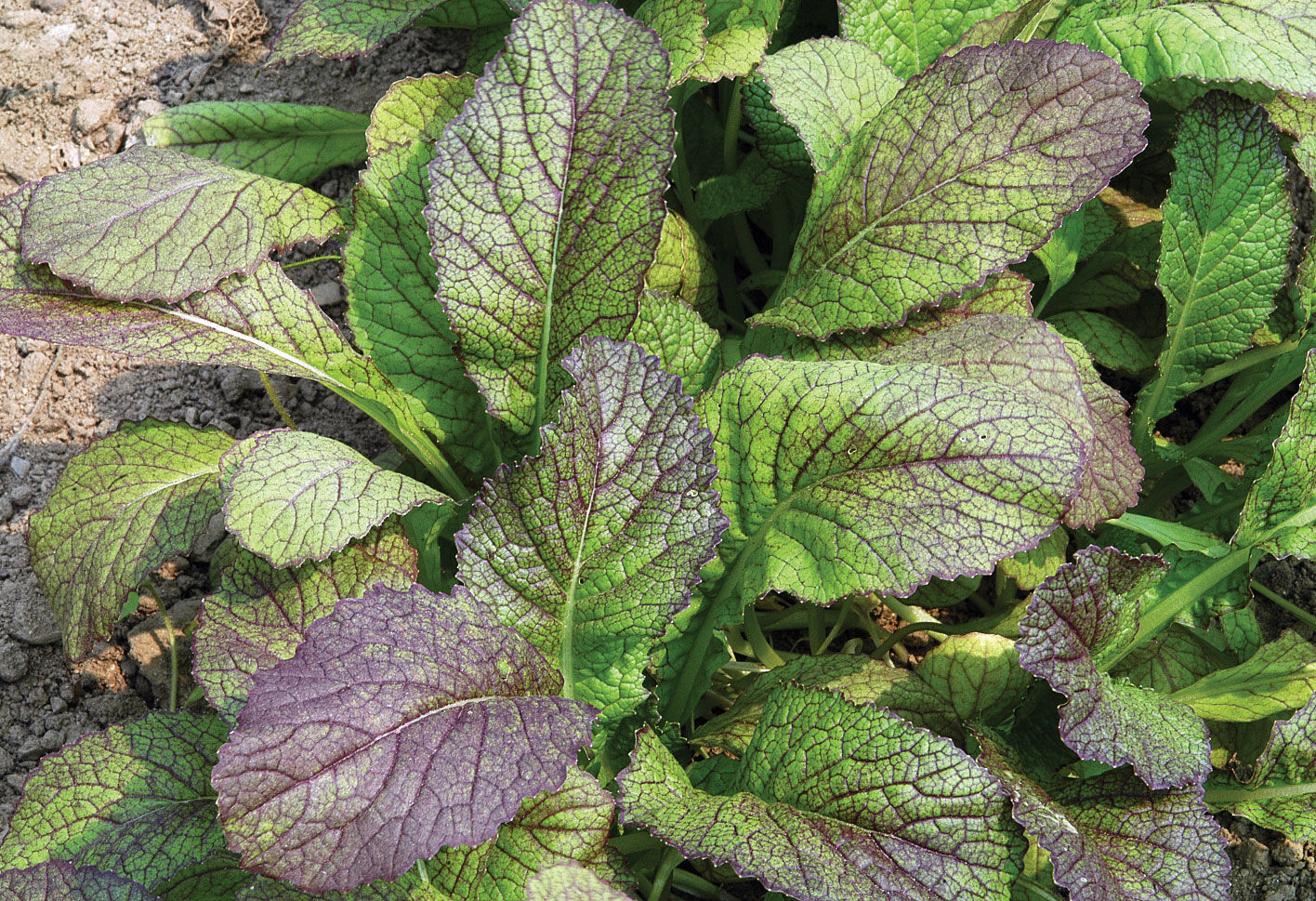 Red Giant Mustard Greens