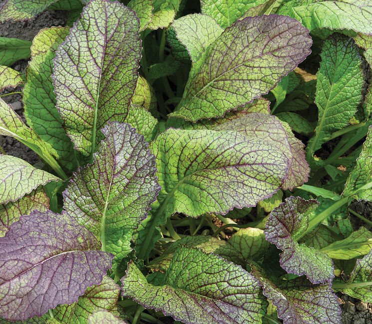 Red Giant Mustard Greens