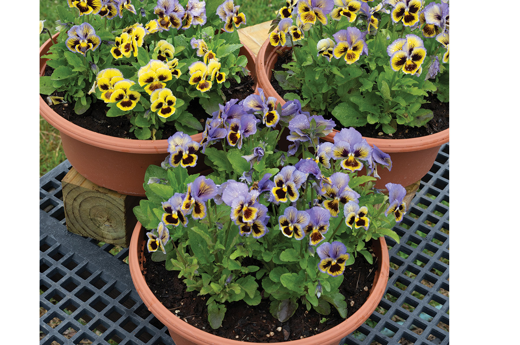 Frizzle Sizzle Yellow-Blue Swirl - Viola (Pansy) Seed | Johnny's