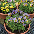 Frizzle Sizzle Yellow-Blue Swirl Viola (Pansy)