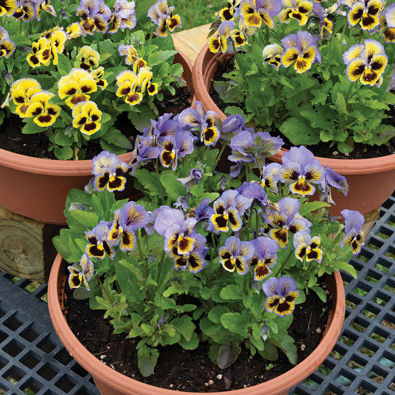 Frizzle Sizzle Yellow-Blue Swirl Viola (Pansy)