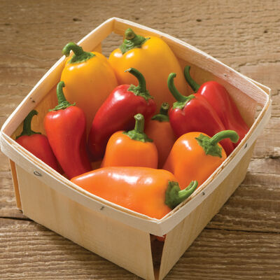 Lunchbox Pepper Mix Sweet Peppers