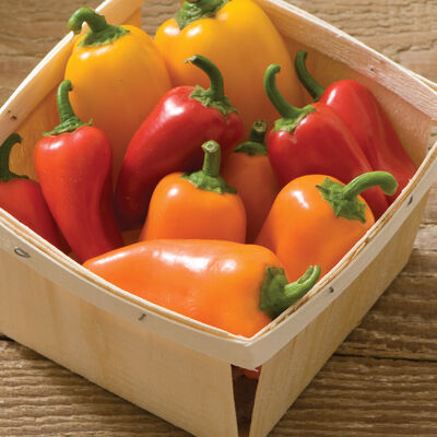 Lunchbox Pepper Mix Peppers
