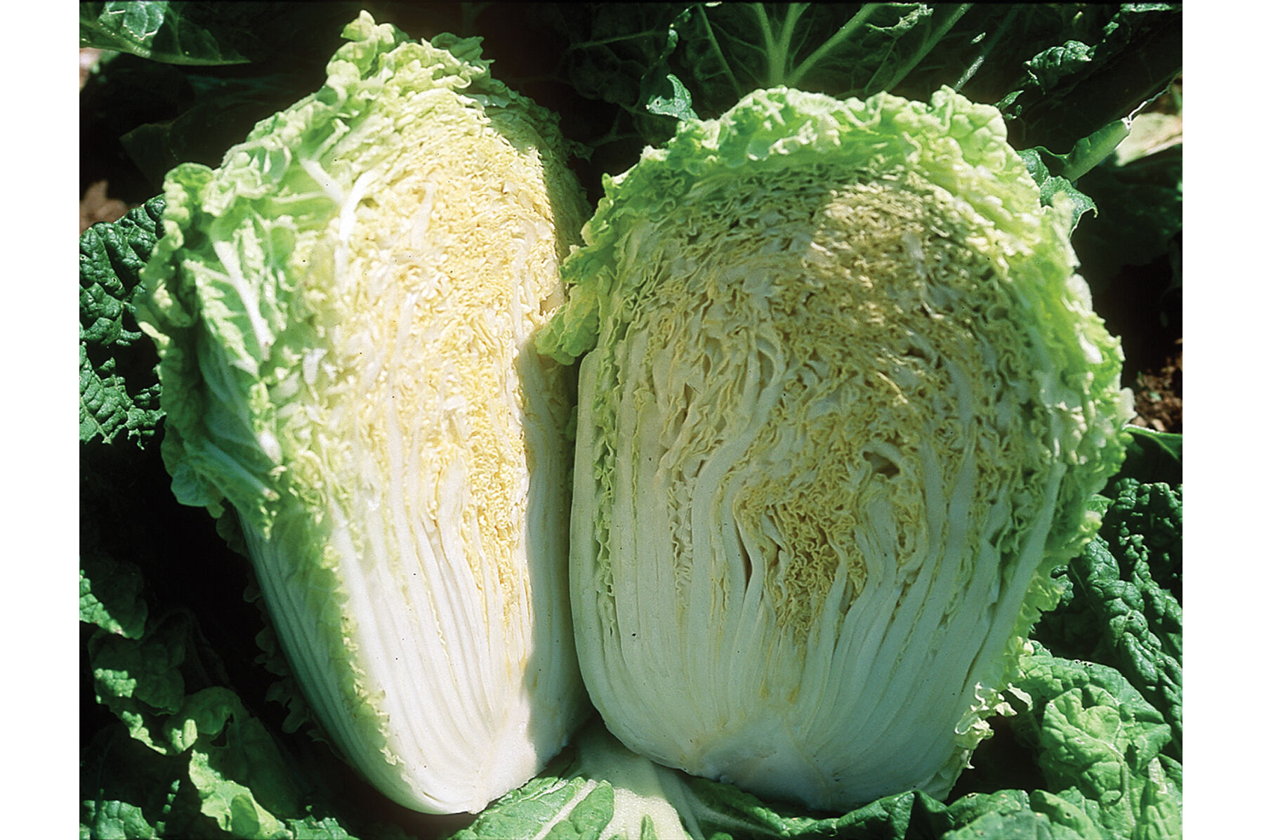 Minuet Chinese Cabbage