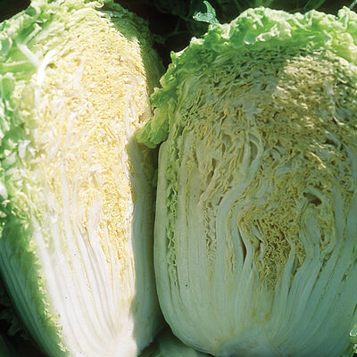 Minuet Minuet Chinese Cabbage