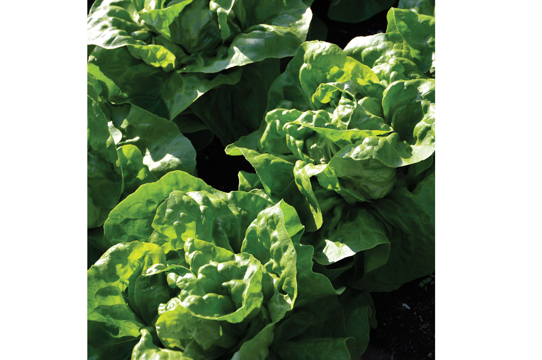 Adriana Butterhead Lettuce (Boston)