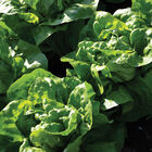 Adriana Adriana Butterhead Lettuce (Boston)