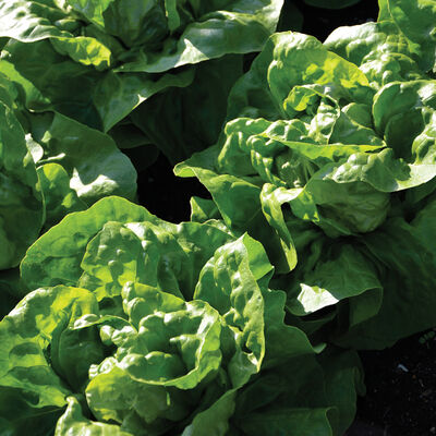 Adriana Butterhead Lettuce (Boston)