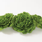 Salanova® Green Butter Salanova® Lettuce