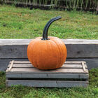 Cronus Jack-o-Lanterns