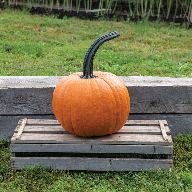 Cronus Jack-o-Lanterns
