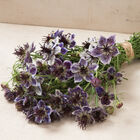 Delft Blue Delft Blue Nigella
