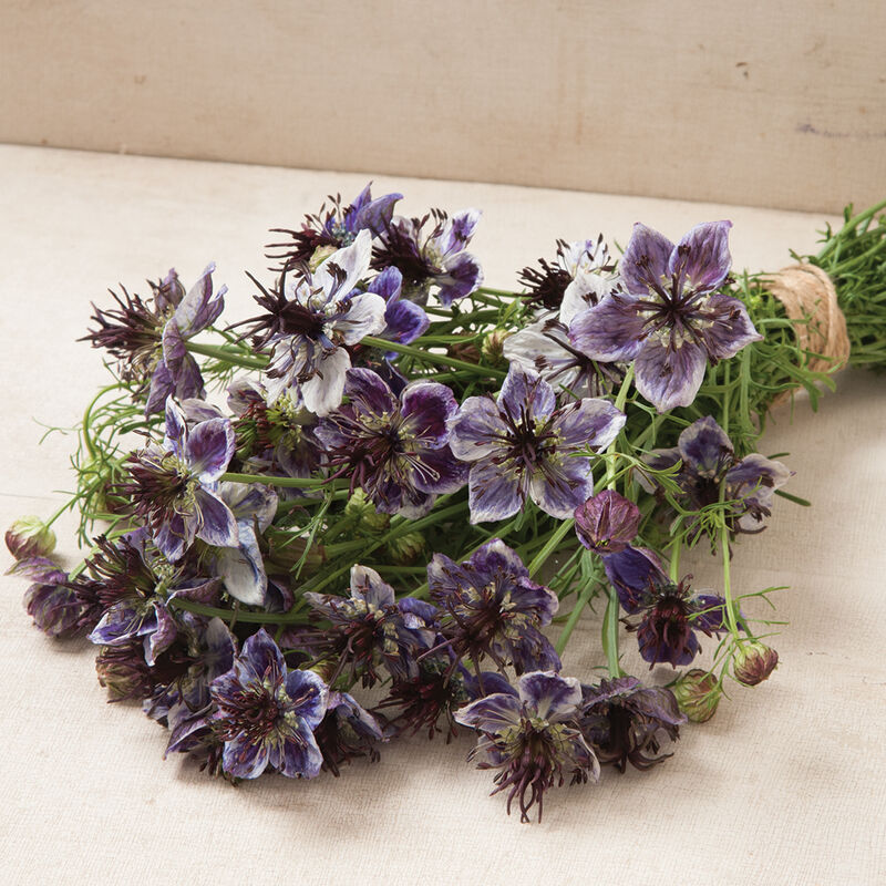 Delft Blue Delft Blue Nigella