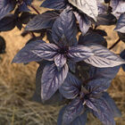 Prospera® Red DMR Purple Basil