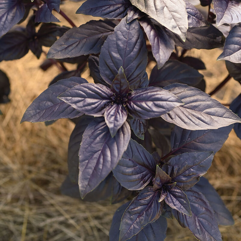 Prospera® Red DMR Purple Basil