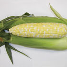 Montauk Sweet Corn