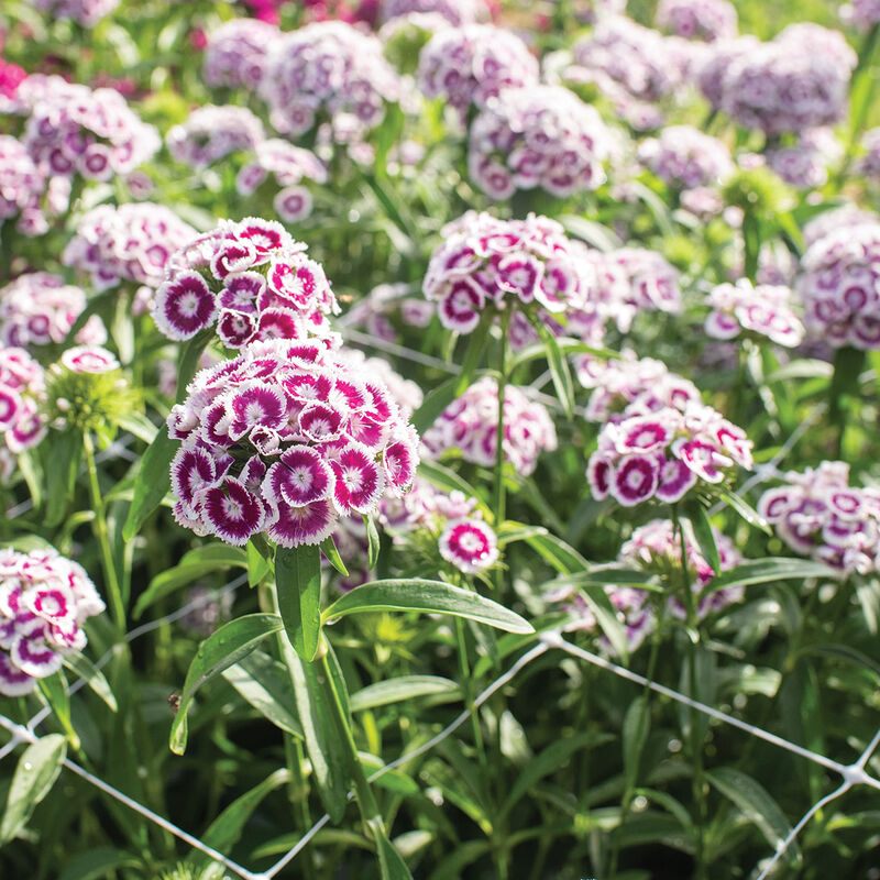Sweet™ Purple White Bicolor Dianthus (Sweet William)