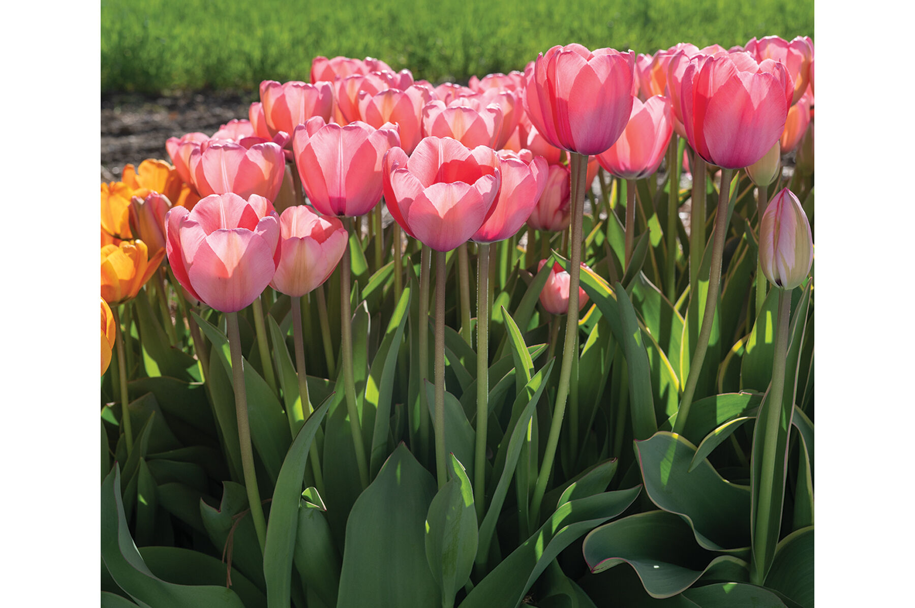 Pink Impression Tulips