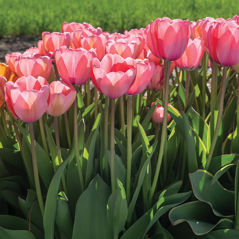 Long-Stemmed Tulips Mixture - Mixed Dutch Tulips