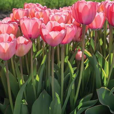 Pink Impression Tulips
