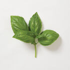 Genovese Genovese Basil