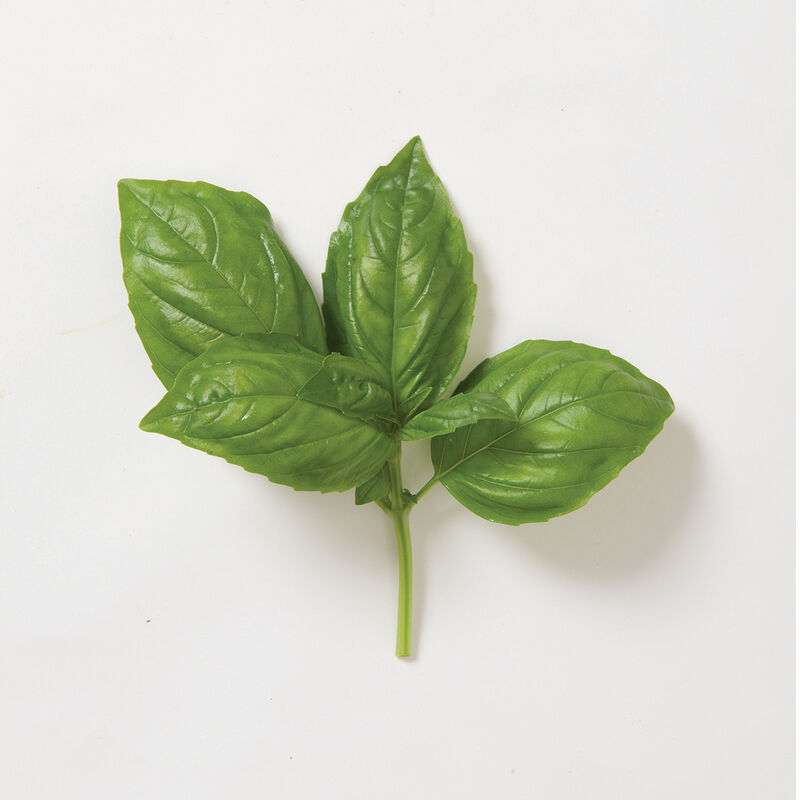 Genovese Genovese Basil