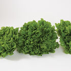 Salanova® Green Oakleaf Salanova® Lettuce