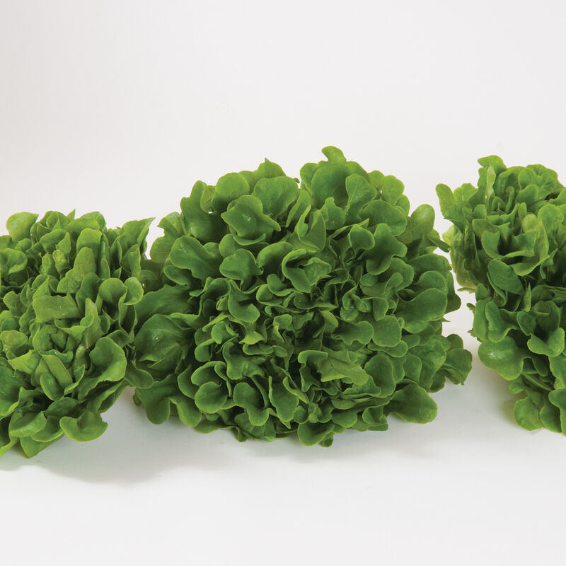 Salanova® Green Oakleaf Salanova® Lettuce