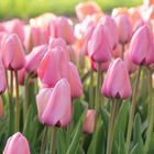 Pink Impression Tulips