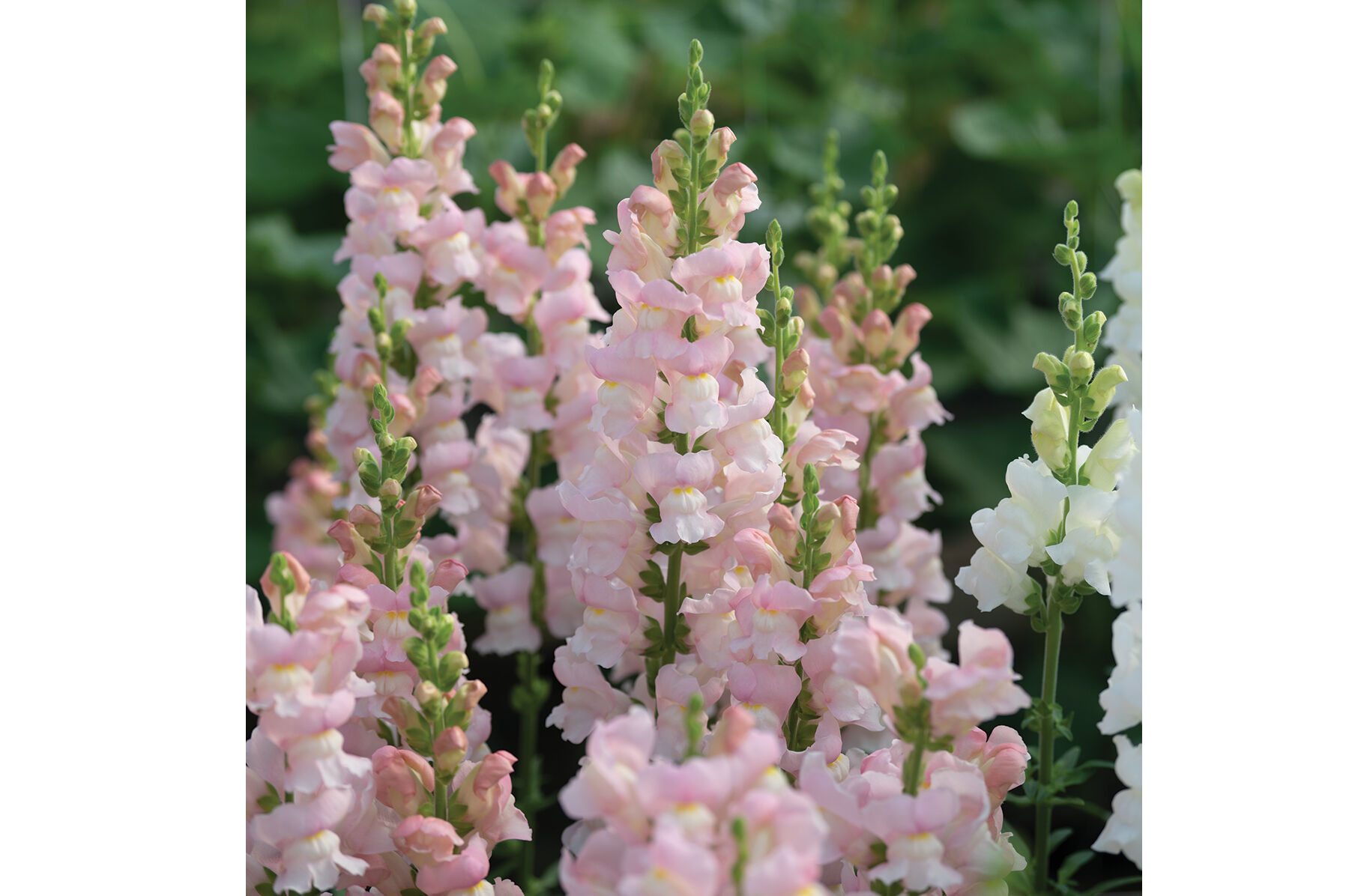 Avignon Pink II Snapdragon