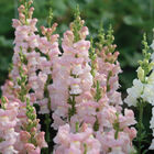 Avignon Pink II Avignon Pink II Snapdragon