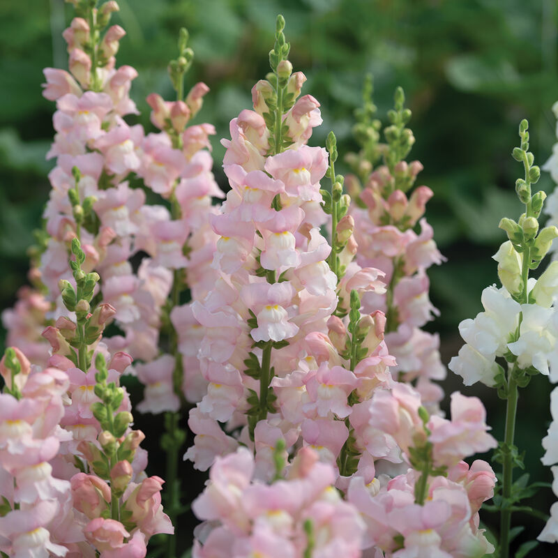 Avignon Pink II Avignon Pink II Snapdragon