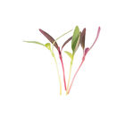 Amaranth, Glitter Mix Microgreen Mixes