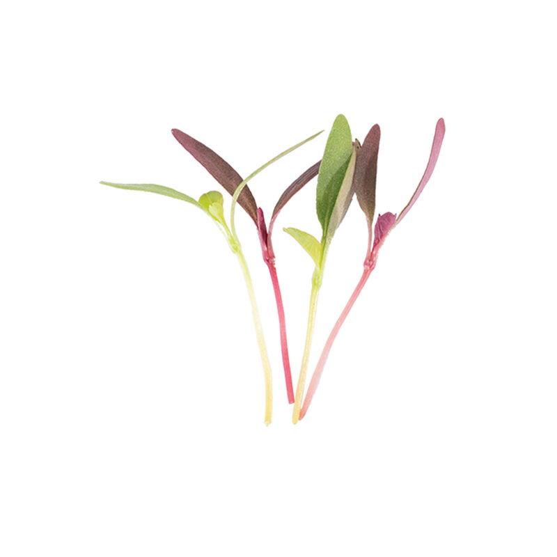 Amaranth, Glitter Mix Microgreen Mixes