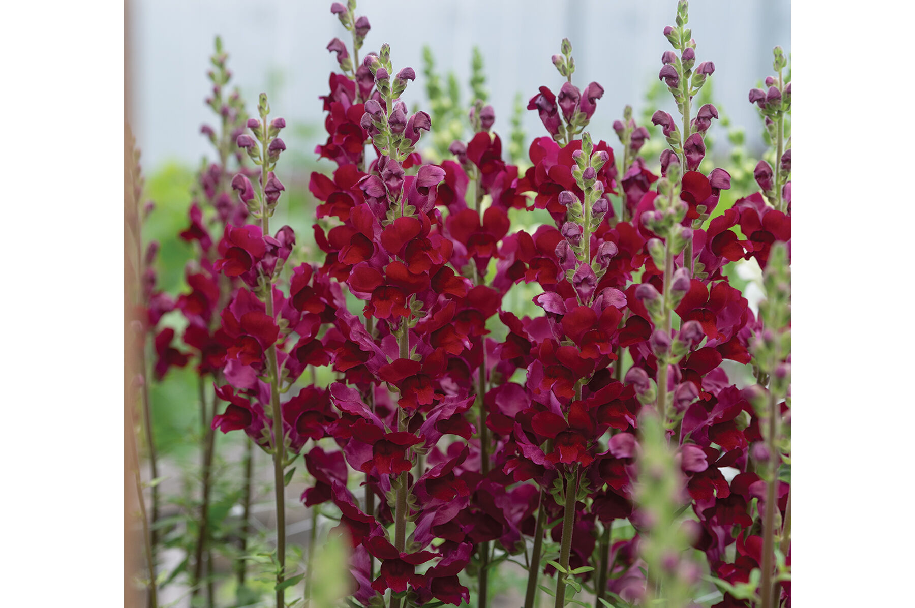 Costa Velvet I&ndash;II Snapdragon