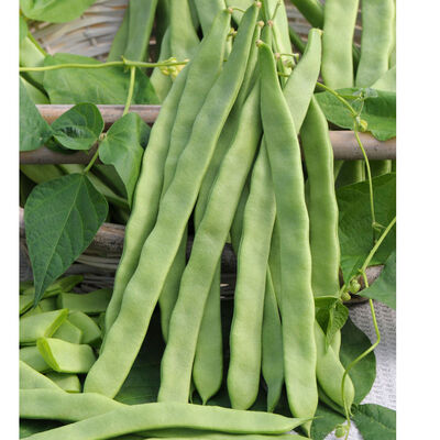 Helda Pole Beans
