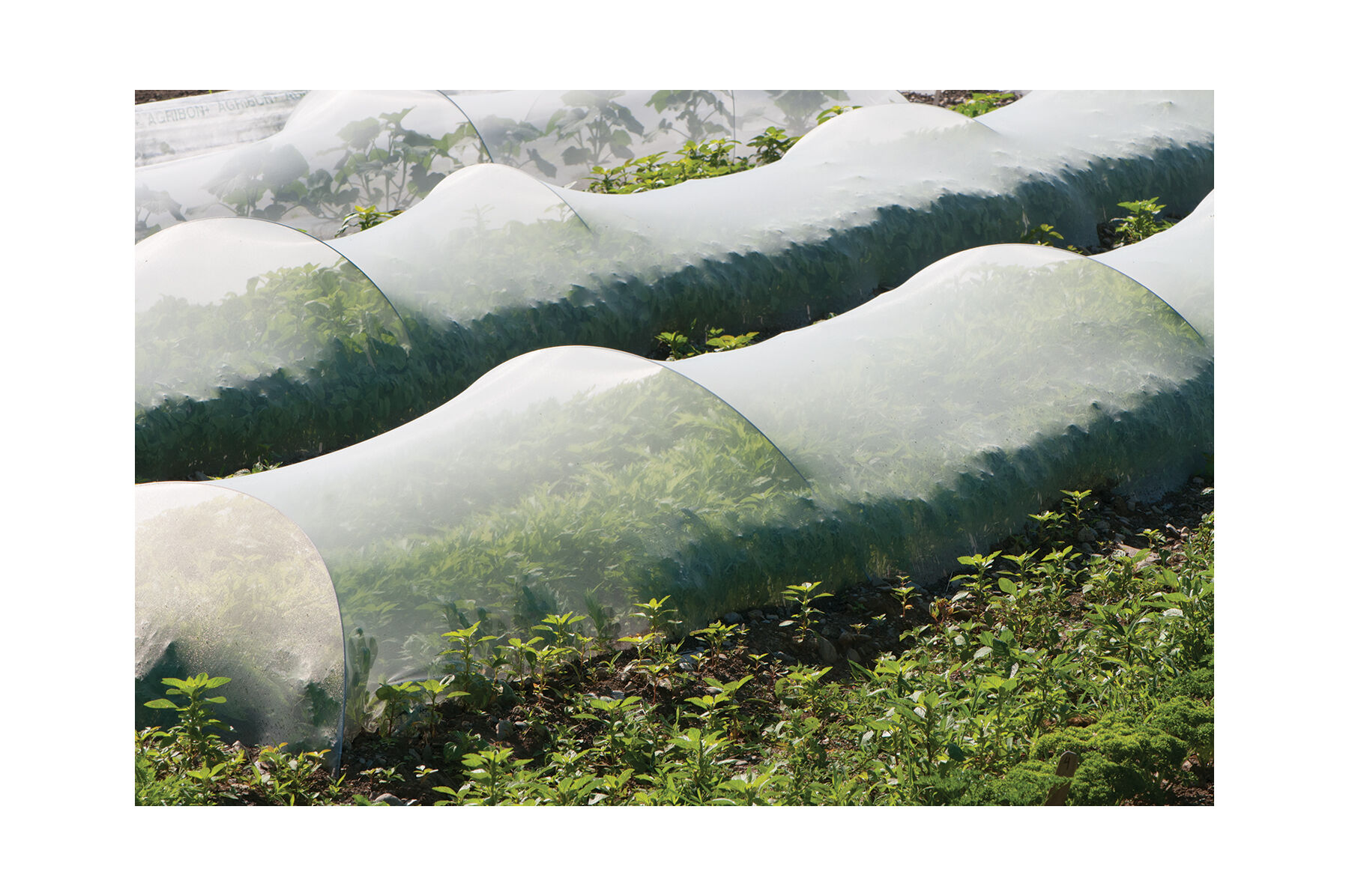 ProtekNet – 6.9' x 328' - Insect Barrier | Johnny's Selected Seeds
